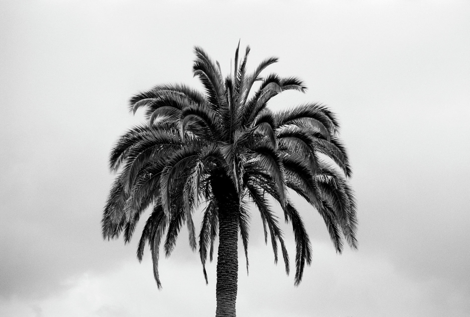 Julian Mullan, Black and White, Palm Tree