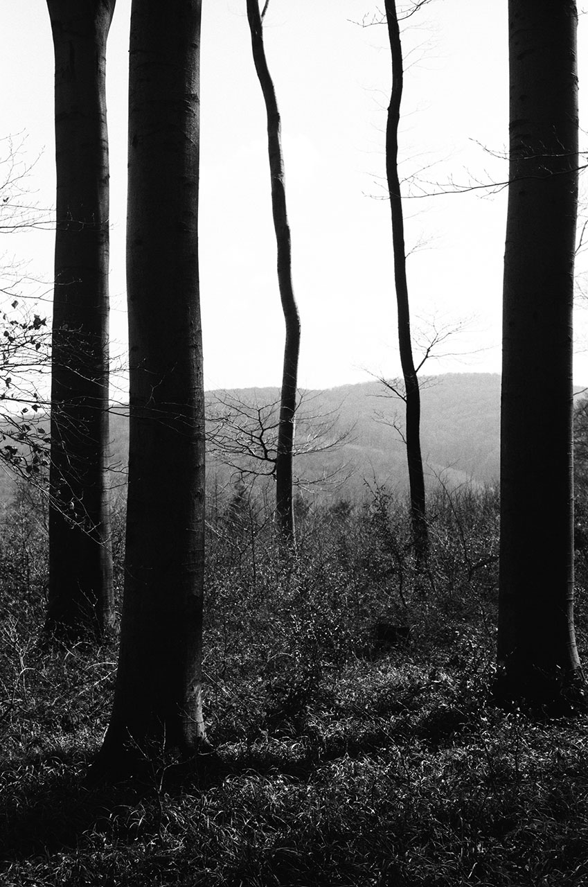 Trees, by Julian Mullan