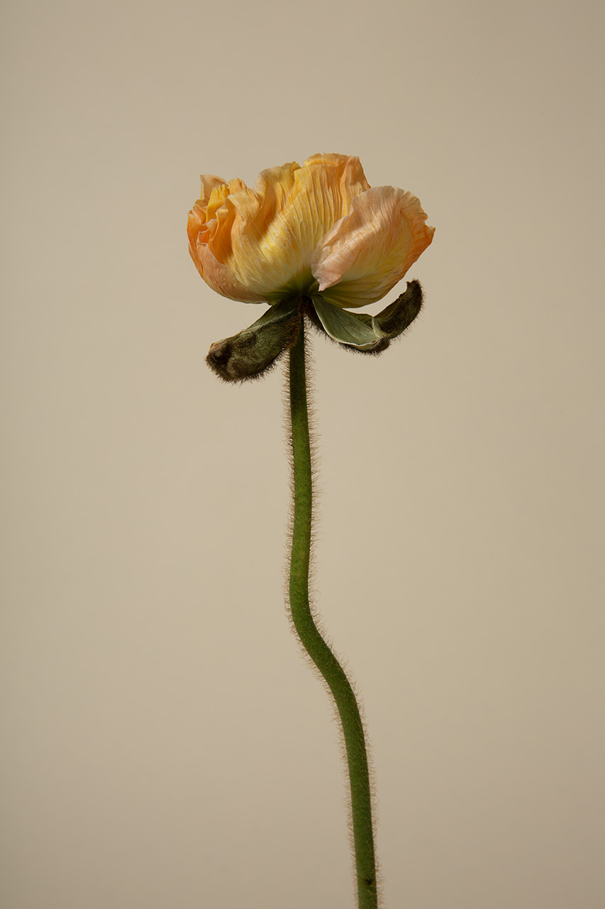 9067, by Julian Mullan