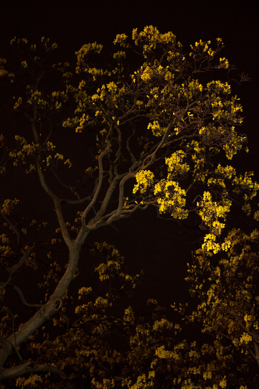 Light (9666), by Julian Mullan